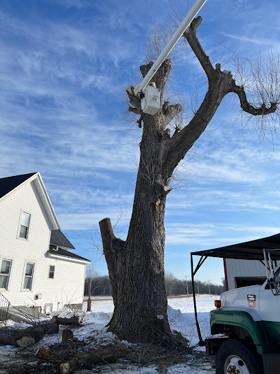 New London Tree Services